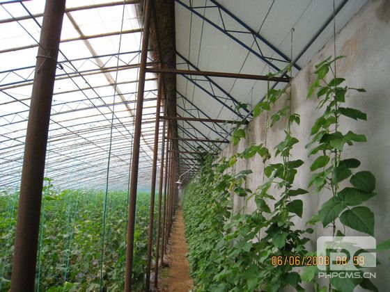 蔬菜温室大棚
