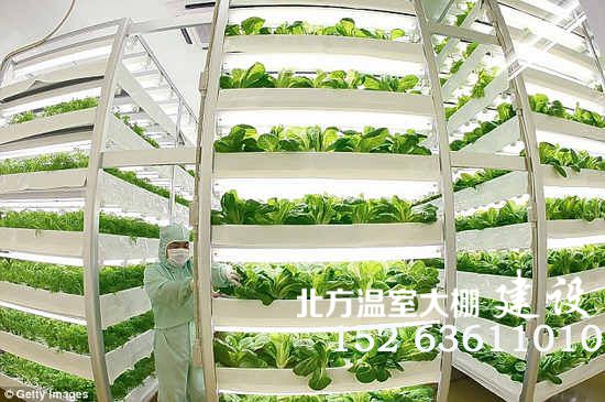 日本的现代温室植物工厂生产