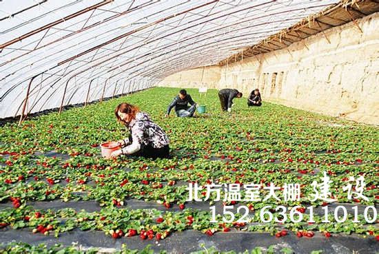 草莓日光温室大棚种植
