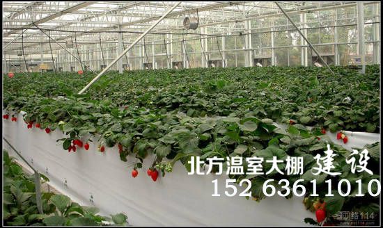 智能温室草莓立体栽培