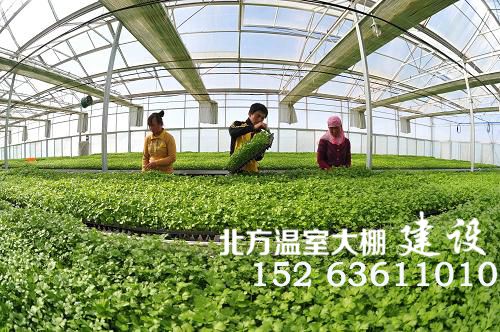 宁夏智能温室设施农业生产