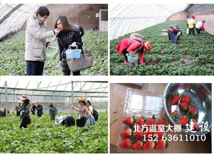 温室大棚草莓种植