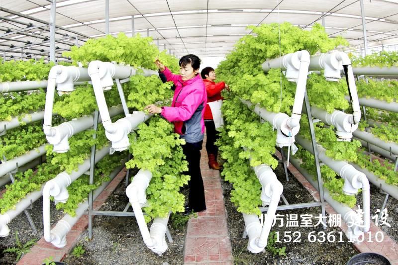 现代温室蔬菜立体栽培