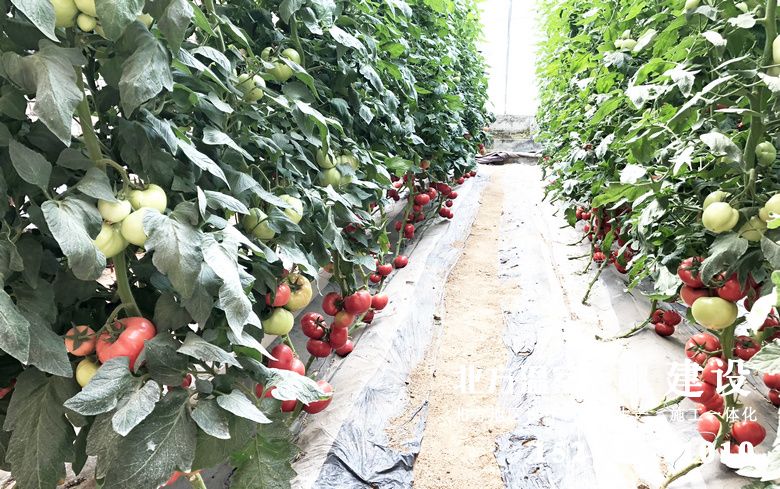 日光温室内的作物-西红柿