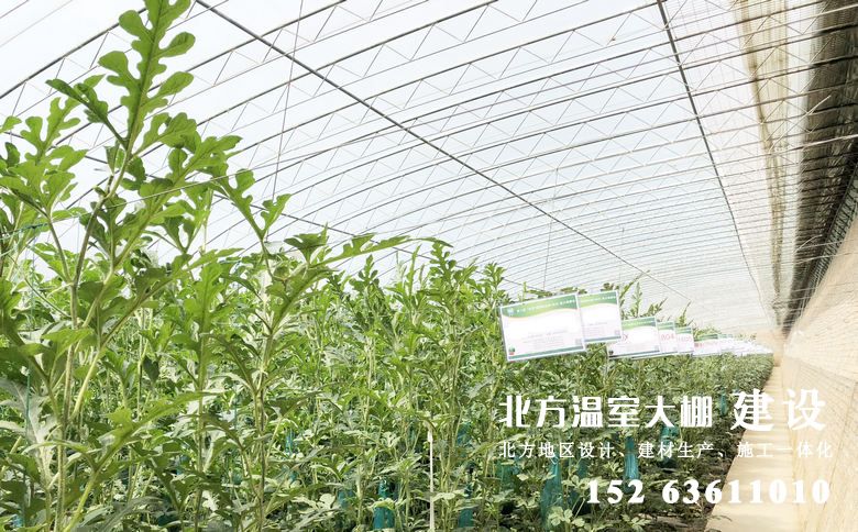 日光温室大棚内种植的西瓜